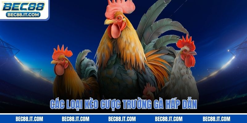 Các loại kèo cược trường gà hấp dẫn