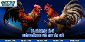 Đá Gà Mạng Là Gì