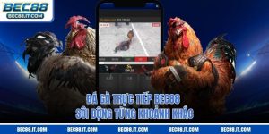 Đá Gà Trực Tiếp Bec88