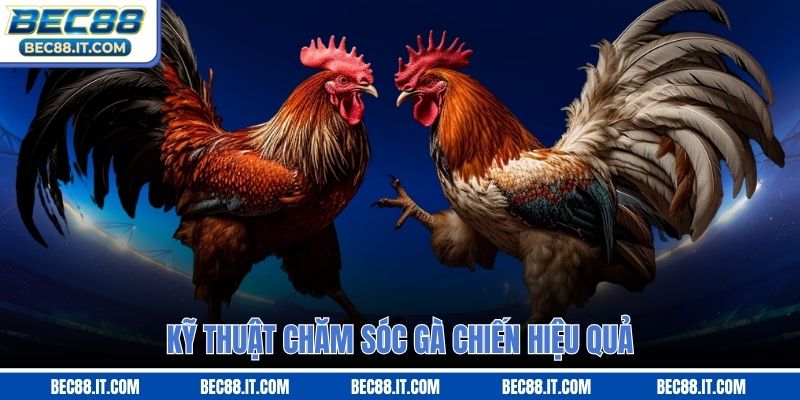 Kỹ thuật chăm sóc gà chiến hiệu quả