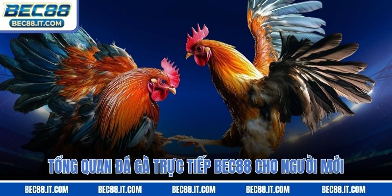 Tổng quan đá gà trực tiếp Bec88 cho người mới
