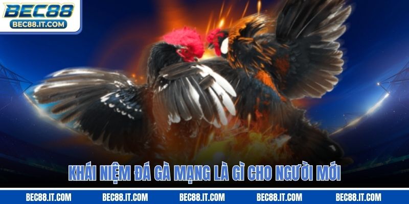 Khái niệm đá gà mạng là gì cho người mới