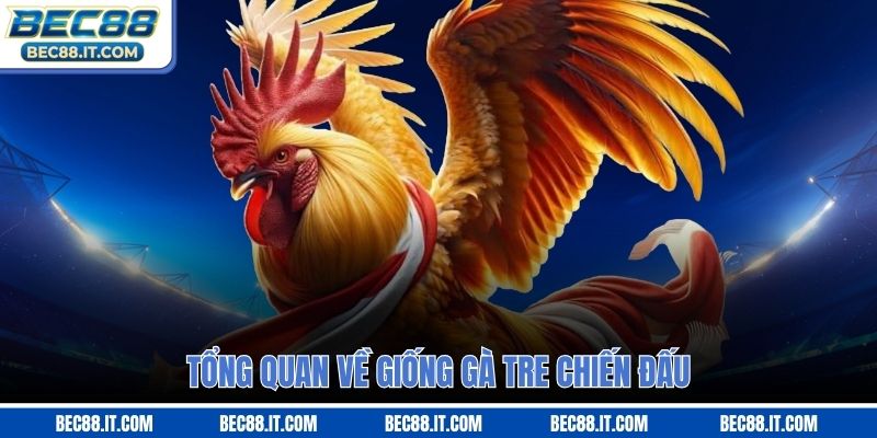 Tổng quan về giống gà tre chiến đấu